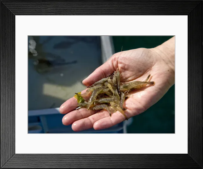 Framed Print : Fresh shrimps, Northern Frisia, Schleswig Holstein, Germany Framed Print : Fresh shrimps, Northern Frisia, Schleswig Holstein, Germany