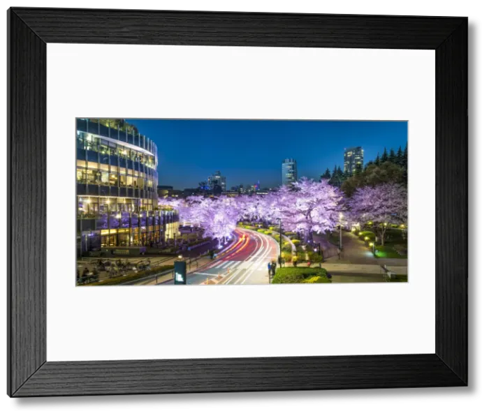 Framed Print : Cherry blossom at Tokyo Midtown, Roppongi, Japan Framed Print : Cherry blossom at Tokyo Midtown, Roppongi, Japan