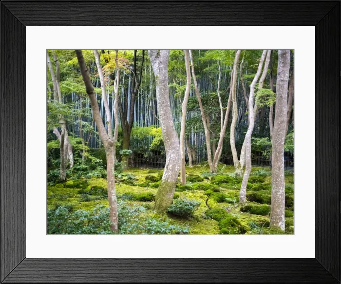Framed Print : Moss garden at the Gio-ji temple, Arashiyama, Kyoto, Japan Framed Print : Moss garden at the Gio-ji temple, Arashiyama, Kyoto, Japan
