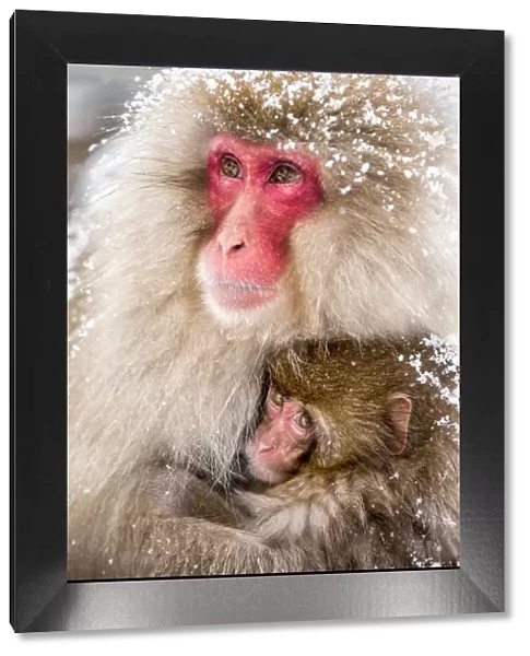 Japanese macaques at the Jigokudani Snow Monkey Park, Yamanouchi, Nagano prefecture