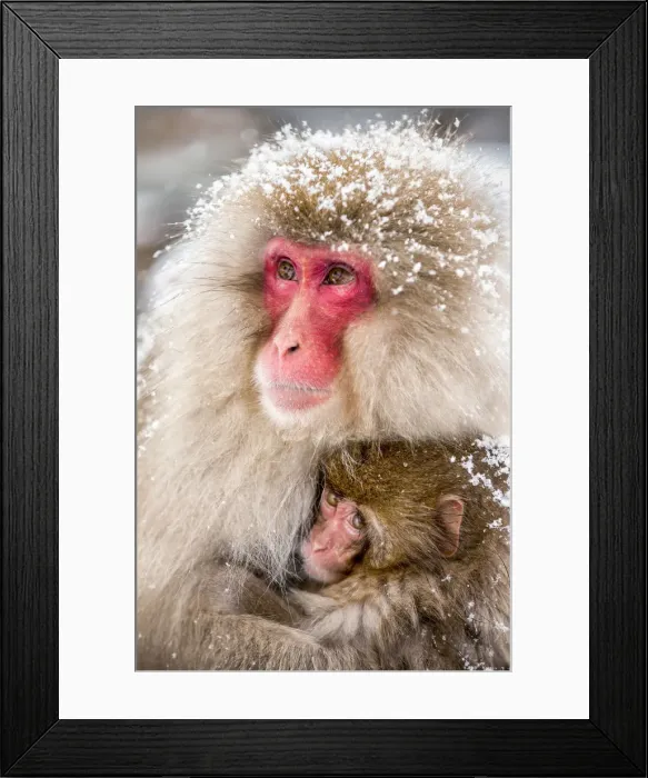 Framed Print : Japanese macaques at the Jigokudani Snow Monkey Park, Yamanouchi, Nagano prefecture Framed Print : Japanese macaques at the Jigokudani Snow Monkey Park, Yamanouchi, Nagano prefecture
