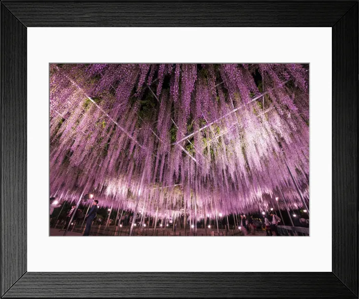 Framed Print : Wisteria in full bloom at the Ashikaga flower park, Tochigi Prefecture, Japan Framed Print : Wisteria in full bloom at the Ashikaga flower park, Tochigi Prefecture, Japan