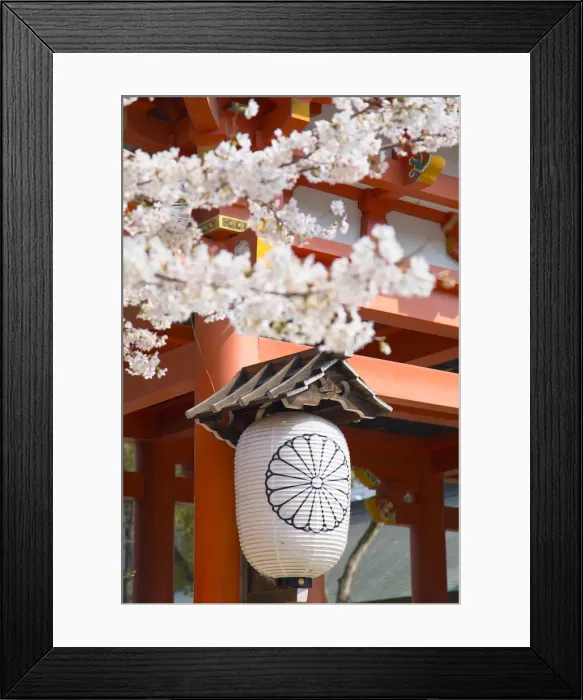 Framed Print : Cherry blossom at Ikuta Jinja shrine, Kobe, Kansai, Japan Framed Print : Cherry blossom at Ikuta Jinja shrine, Kobe, Kansai, Japan