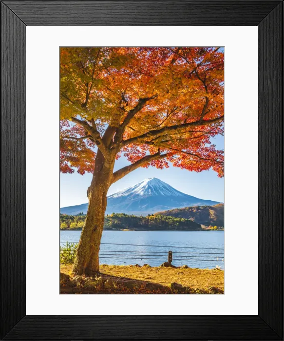 Framed Print : Fuji Five Lakes, Yamanashi Prefecture, Japan. Maple tree and Mt Fuji in autumn Framed Print : Fuji Five Lakes, Yamanashi Prefecture, Japan. Maple tree and Mt Fuji in autumn