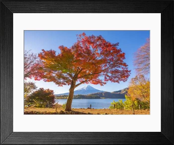 Framed Print : Fuji Five Lakes, Yamanashi Prefecture, Japan. Maple tree and Mt Fuji in autumn