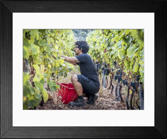 Framed Print : europe, Italy, Cinque Terre. Grape harvest in Vernazza