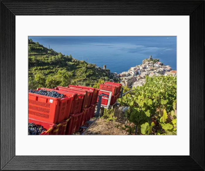 Framed Print : Europe, Italy, Cinque Terre. View of Vernazza at grape harvesting time Framed Print : Europe, Italy, Cinque Terre. View of Vernazza at grape harvesting time