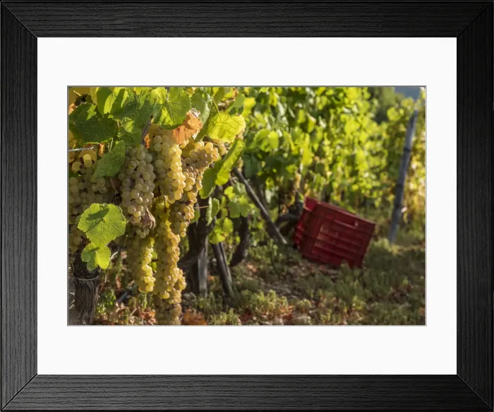 Framed Print : Europe, Italy, Cinque Terre. Grape harvest in Riomaggiore Framed Print : Europe, Italy, Cinque Terre. Grape harvest in Riomaggiore