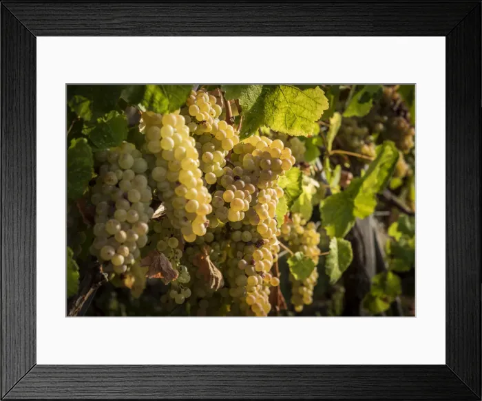 Framed Print : europe, Italy, Cinque Terre. Ripe grapes in Riomaggiore Framed Print : europe, Italy, Cinque Terre. Ripe grapes in Riomaggiore