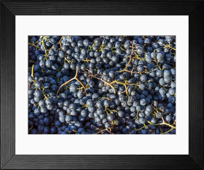 Framed Print : Europe, Italy. Red grapes Framed Print : Europe, Italy. Red grapes