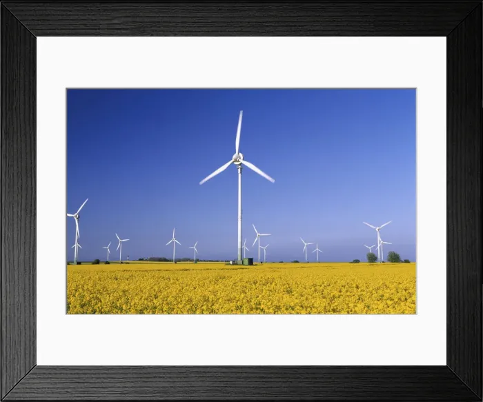 Framed Print : Rape field and wind turbines, Fehmarn Island, Schleswig-Holstein, Germany Framed Print : Rape field and wind turbines, Fehmarn Island, Schleswig-Holstein, Germany