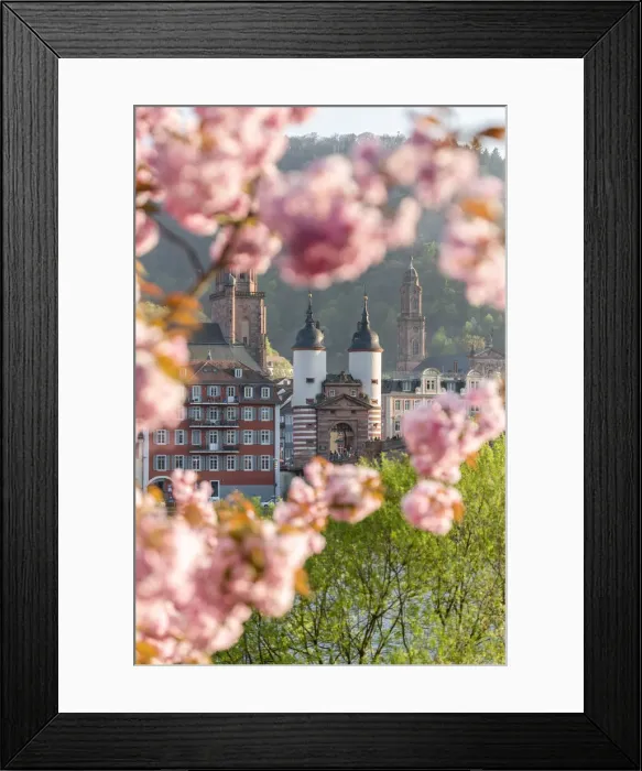 Framed Print : Old Bridge in Heidelberg in spring, Baden-Wurttemberg, Germany Framed Print : Old Bridge in Heidelberg in spring, Baden-Wurttemberg, Germany