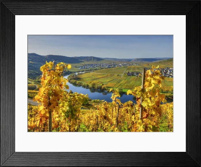 Framed Print : View at Trittenheim and Leiwen with river Mosel at fall, Rhineland-Palatine, Germany Framed Print : View at Trittenheim and Leiwen with river Mosel at fall, Rhineland-Palatine, Germany