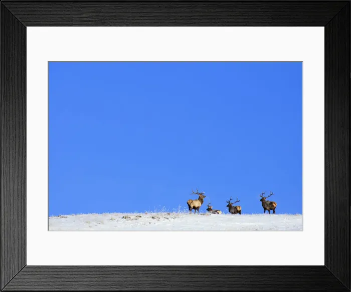 Framed Print : Mongolia, Tov Proince, Khustain Nuruu National Park. Red Deer on a snow covered hilltop Framed Print : Mongolia, Tov Proince, Khustain Nuruu National Park. Red Deer on a snow covered hilltop