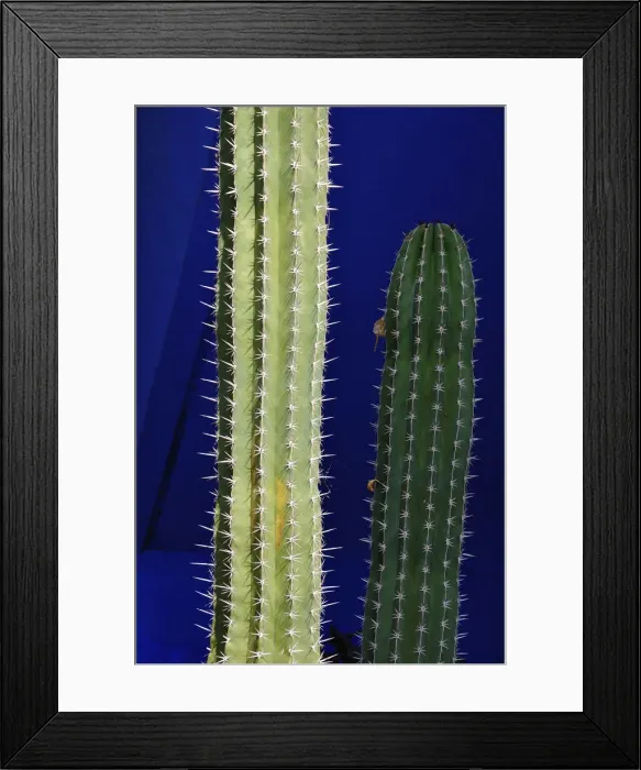 Framed Print : Cactus in the Majorelle garden. Marrakech, Morocco