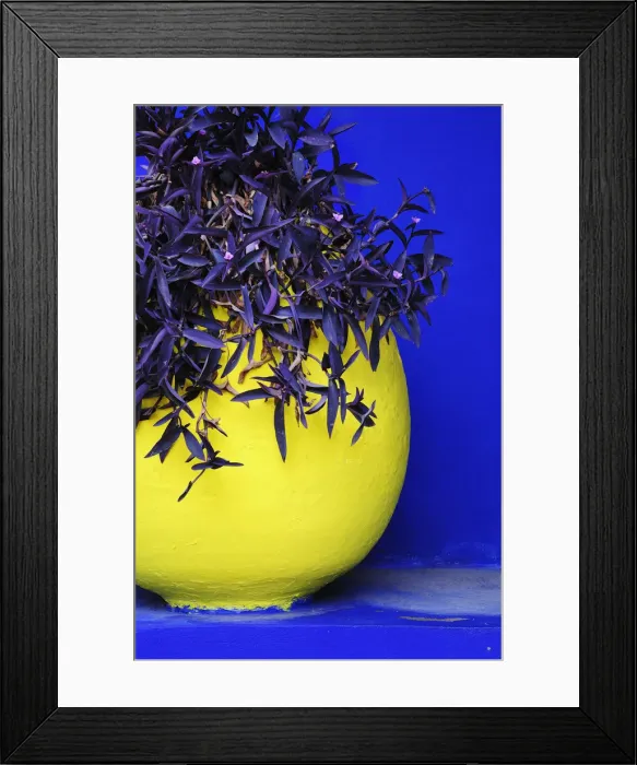 Framed Print : The blue and yellow contrast found in the Majorelle garden. Marrakech, Morocco
