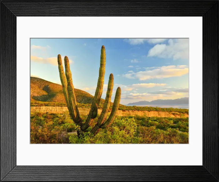 Framed Print : Cactus and arroyo near El Sargento, Baja California Sur, Mexico Framed Print : Cactus and arroyo near El Sargento, Baja California Sur, Mexico