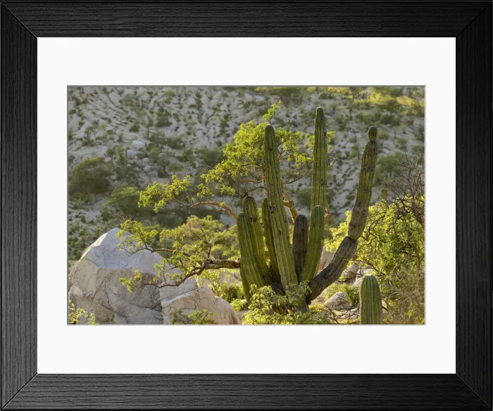 Framed Print : Desert Mountains outside of the city of La Paz, Baja California Sur, Mexico Framed Print : Desert Mountains outside of the city of La Paz, Baja California Sur, Mexico