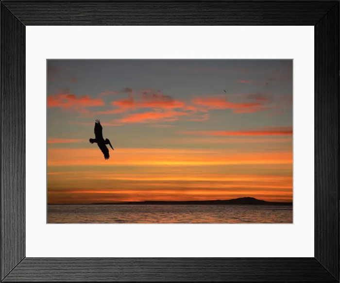 Framed Print : Pelican at sunrise, Sea of Cortez, La Ventanaz, Baja California, Mexico Framed Print : Pelican at sunrise, Sea of Cortez, La Ventanaz, Baja California, Mexico