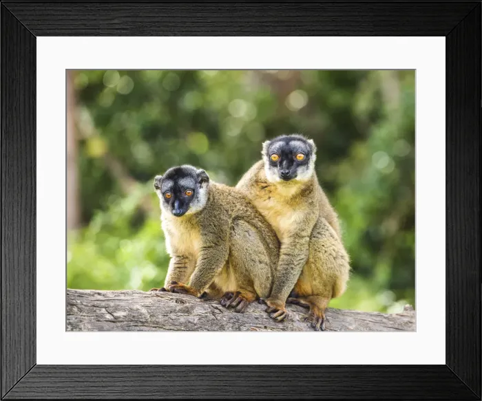 Framed Print : Red Fronted Brown Lemurs (Eulemur rufifrons), Madagascar Framed Print : Red Fronted Brown Lemurs (Eulemur rufifrons), Madagascar