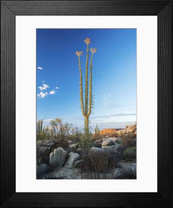 Framed Print : Mexico, Baja California, Catavinia, Cirios cactus Framed Print : Mexico, Baja California, Catavinia, Cirios cactus