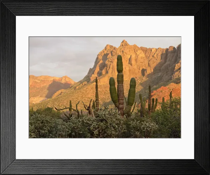 Framed Print : Desert outside of La Paz, Baja California, Mexico Framed Print : Desert outside of La Paz, Baja California, Mexico