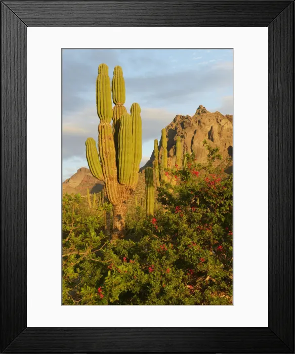 Framed Print : Desert outside of La Paz, Baja California, Mexico Framed Print : Desert outside of La Paz, Baja California, Mexico