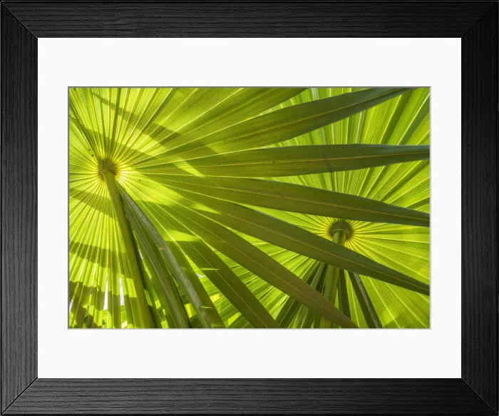 Framed Print : Saw Palmetto Leaf Patterns, Yucantan, Mexico Framed Print : Saw Palmetto Leaf Patterns, Yucantan, Mexico