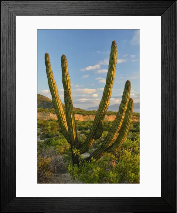 Framed Print : A Cactus in the desert outside La Ventanaz, Baja California, Mexico Framed Print : A Cactus in the desert outside La Ventanaz, Baja California, Mexico