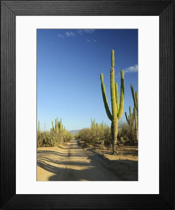 Framed Print : Desert outside of La Ventanaz, Baja California, Mexico Framed Print : Desert outside of La Ventanaz, Baja California, Mexico