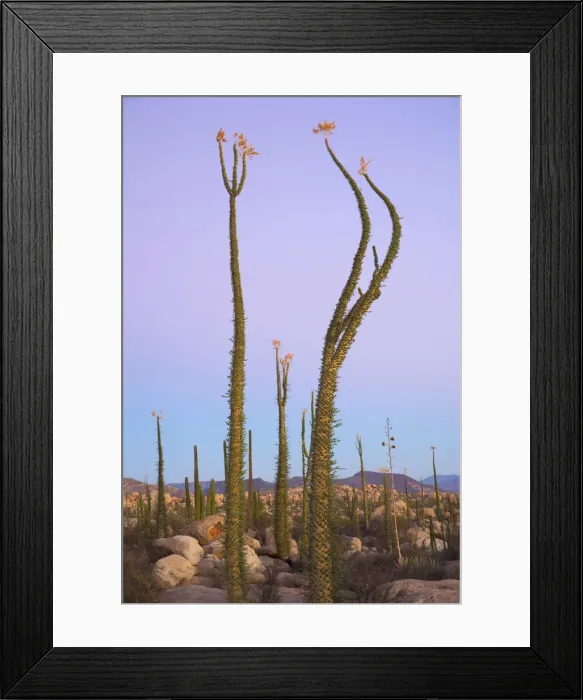 Framed Print : Mexico, Baja California, Fouquieria columnaris, the Boojum tree or cirio, near Catavinia Framed Print : Mexico, Baja California, Fouquieria columnaris, the Boojum tree or cirio, near Catavinia