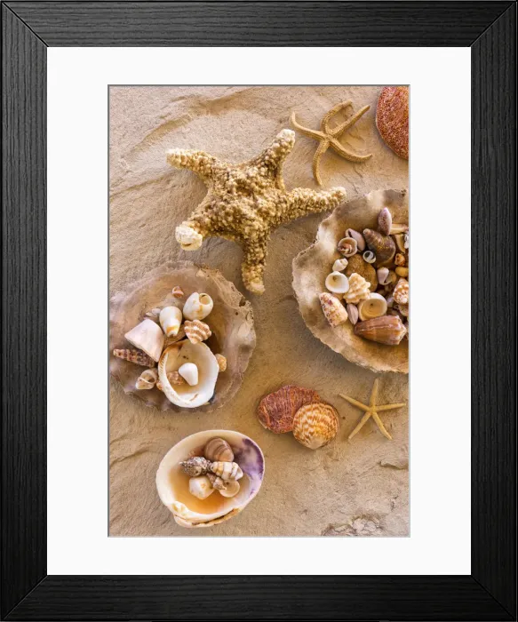 Framed Print : Mexico, Baja California, Rancho Sur, sea shells on table