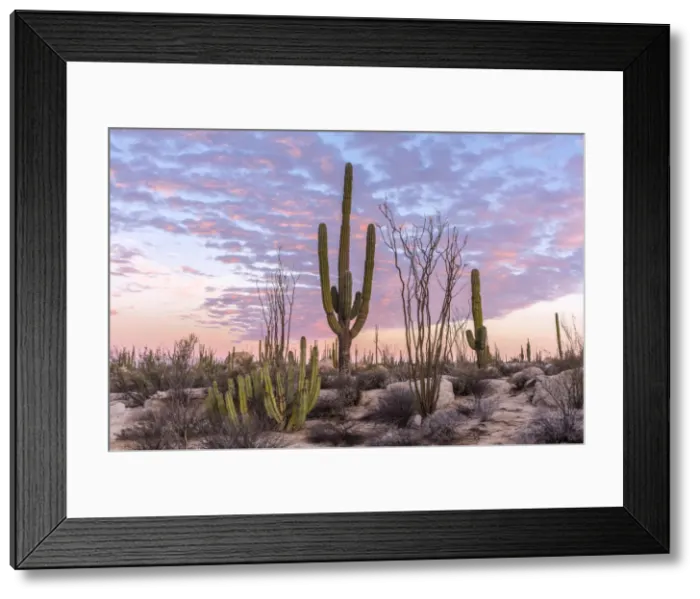 Framed Print : Latin America, Mexico, Baja California, desert