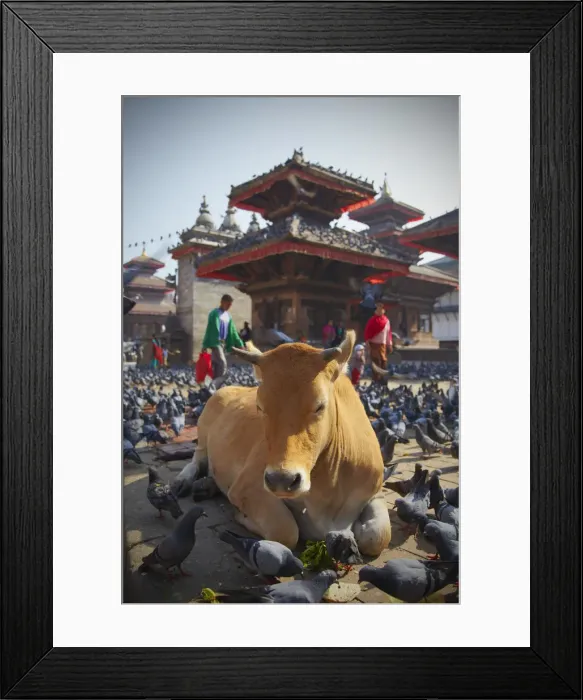 Framed Print : Cow and pigeons in Durbar Square (UNESCO World Heritage Site), Kathmandu, Nepal Framed Print : Cow and pigeons in Durbar Square (UNESCO World Heritage Site), Kathmandu, Nepal