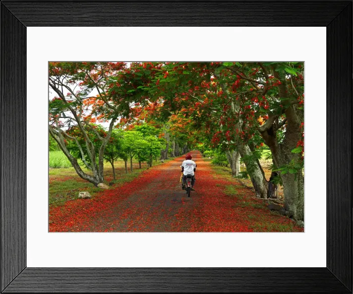 Framed Print : A man cycles along a road strewn with the flowers from Flame trees, Flamboyant, Mauritius Framed Print : A man cycles along a road strewn with the flowers from Flame trees, Flamboyant, Mauritius