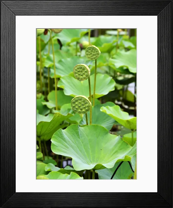 Framed Print : Lotus flowers, Sir Seewoosagur Rangoolam Botanical Garden, Pamplemousses, Mauritius Framed Print : Lotus flowers, Sir Seewoosagur Rangoolam Botanical Garden, Pamplemousses, Mauritius
