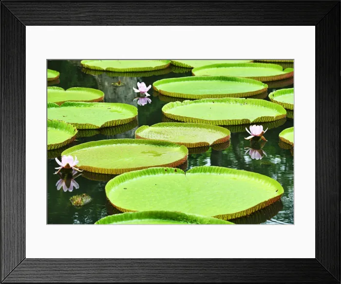 Framed Print : Blooming Water Lily, Victoria Regia, Sir Seewoosagur Rangoolam Botanical Garden