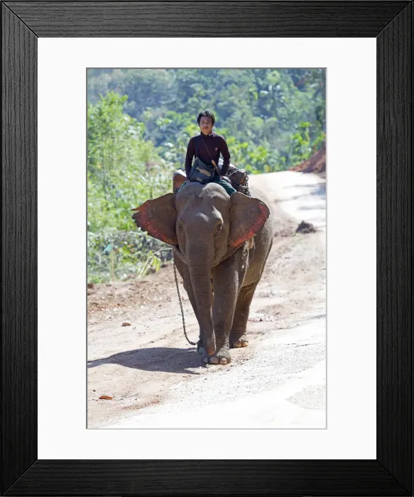 Framed Print : Asia, Southeast Asia, Myanmar, Dawei, working Asian elephant and rider