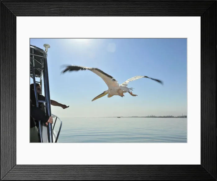 Framed Print : Pelicans in flight and tour boat, Harbor Cruise, Walvis Bay, Namibia, Africa Framed Print : Pelicans in flight and tour boat, Harbor Cruise, Walvis Bay, Namibia, Africa