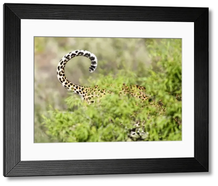Framed Print : Leopard, Namibia, Africa Framed Print : Leopard, Namibia, Africa