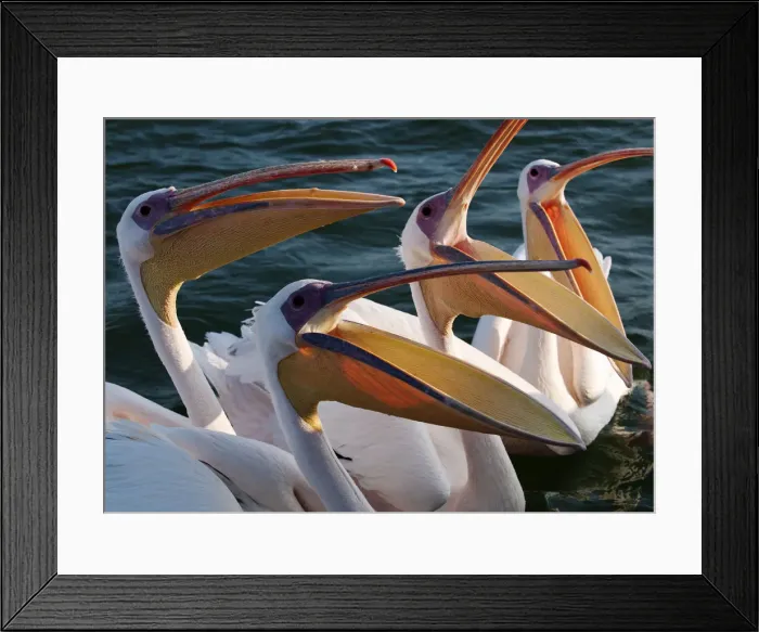 Framed Print : Pelicans, Namibia, Africa Framed Print : Pelicans, Namibia, Africa