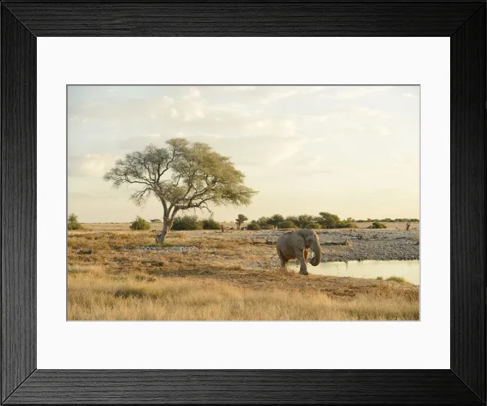 Framed Print : Elephant at waterhole, Etosha National parrk, Namibia, Africa Framed Print : Elephant at waterhole, Etosha National parrk, Namibia, Africa