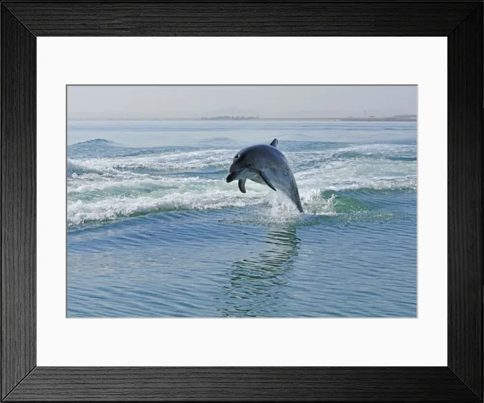 Framed Print : Africa, Namibia, Walvis Bay, Dolphins in the harbour Framed Print : Africa, Namibia, Walvis Bay, Dolphins in the harbour