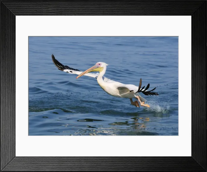 Framed Print : Africa, Namibia, Walvis Bay, Pelican in flight Framed Print : Africa, Namibia, Walvis Bay, Pelican in flight