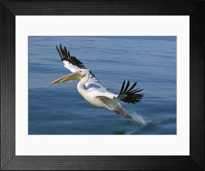 Framed Print : Africa, Namibia, Walvis Bay, Pelican in flight Framed Print : Africa, Namibia, Walvis Bay, Pelican in flight