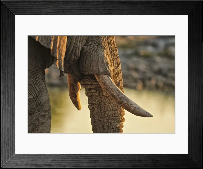 Framed Print : Elephant at waterhole, Etosha National parrk, Namibia, Africa Framed Print : Elephant at waterhole, Etosha National parrk, Namibia, Africa