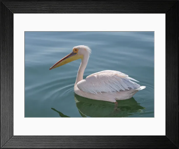 Framed Print : Africa, Namibia, Walvis Bay, Pelican in the harbour Framed Print : Africa, Namibia, Walvis Bay, Pelican in the harbour