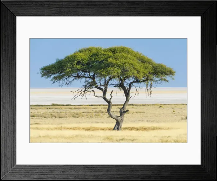 Framed Print : Etosha National Park, Namibia, Africa Framed Print : Etosha National Park, Namibia, Africa