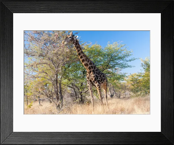 Framed Print : Etosha National Park, Namibia, Africa. Giraffe Framed Print : Etosha National Park, Namibia, Africa. Giraffe