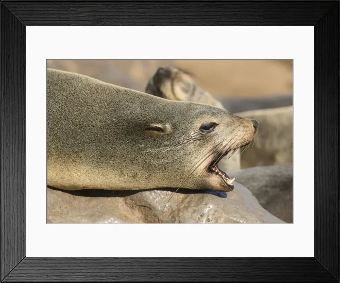 Framed Print : Africa, Namibia, Cape Cross, Seal Colony on the Skelleton Coast Framed Print : Africa, Namibia, Cape Cross, Seal Colony on the Skelleton Coast